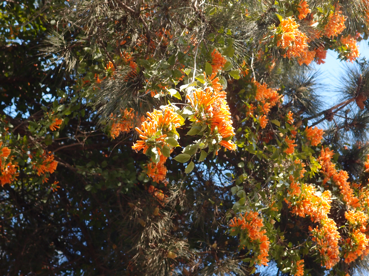 2018-01-22 14 Uhr - Kopan Monastary (Foto) 